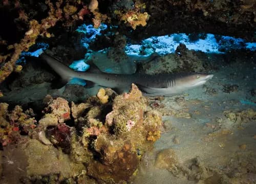 Careless Reef - Red Sea diving view 3