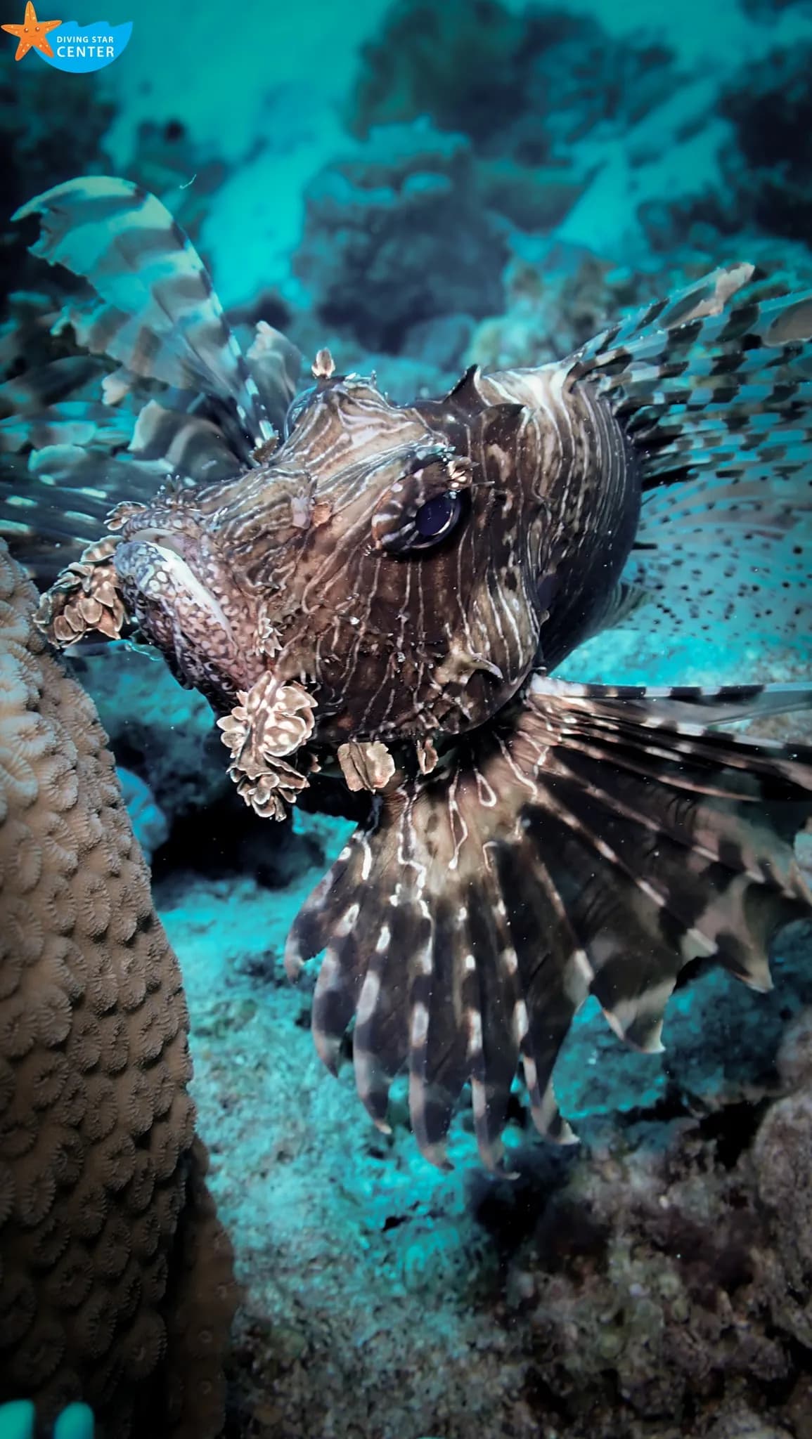 Night diving exploration of marine life in Hurghada Red Sea