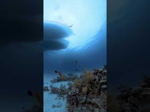 Diving Star - Journée bateau