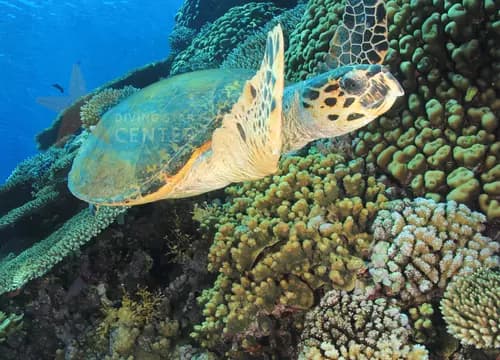 Careless Reef