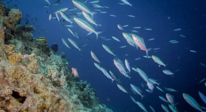 Hamada - Red Sea diving view 3