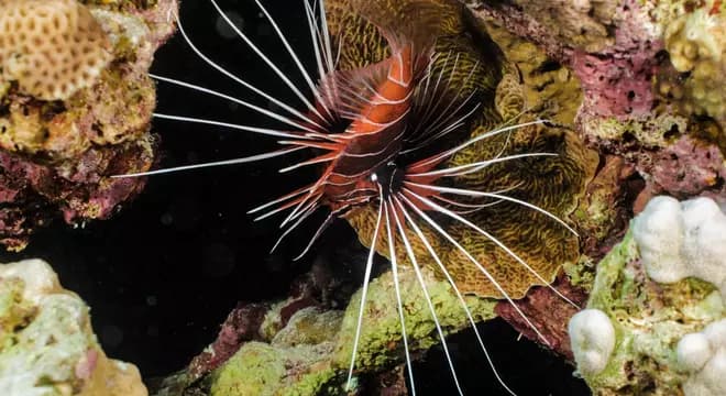 Hamada - Red Sea diving view 4