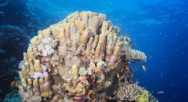 Hamada - Red Sea diving view 2