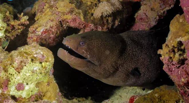 Umm Gamar - Red Sea diving view 4