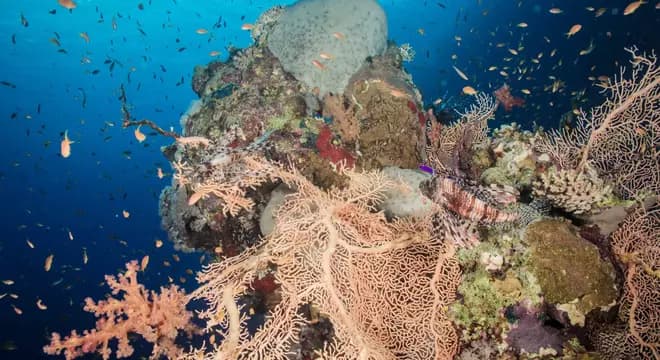 Umm Gamar - Red Sea diving view 3