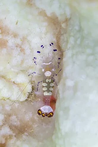 Anemone Shrimp in the Red Sea
