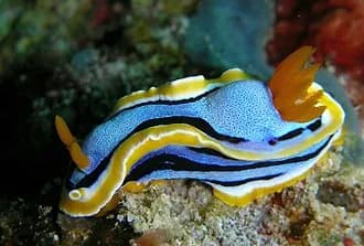 Anna's Chromodoris in the Red Sea