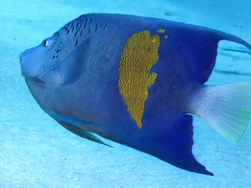 Arabian or Blue Angelfish in the Red Sea
