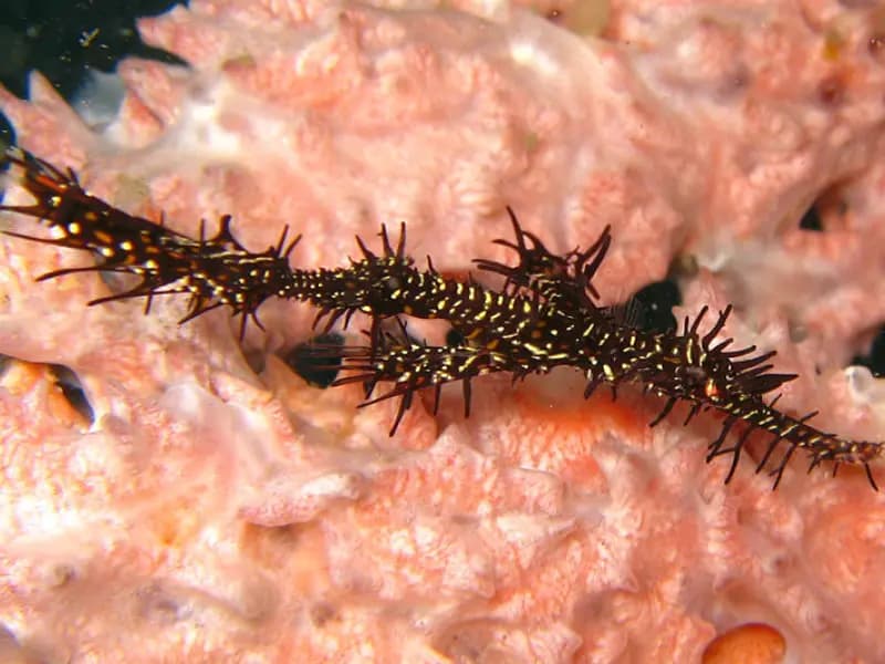 Arabian Ghost Pipefish in the Red Sea
