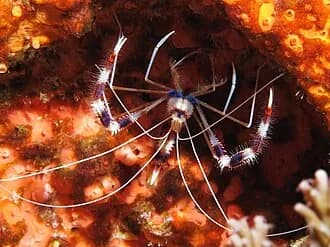 Banded Coral Shrimp in the Red Sea