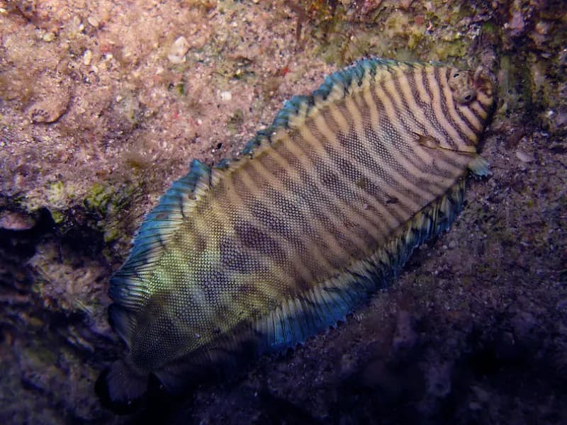 Banded Sole in the Red Sea