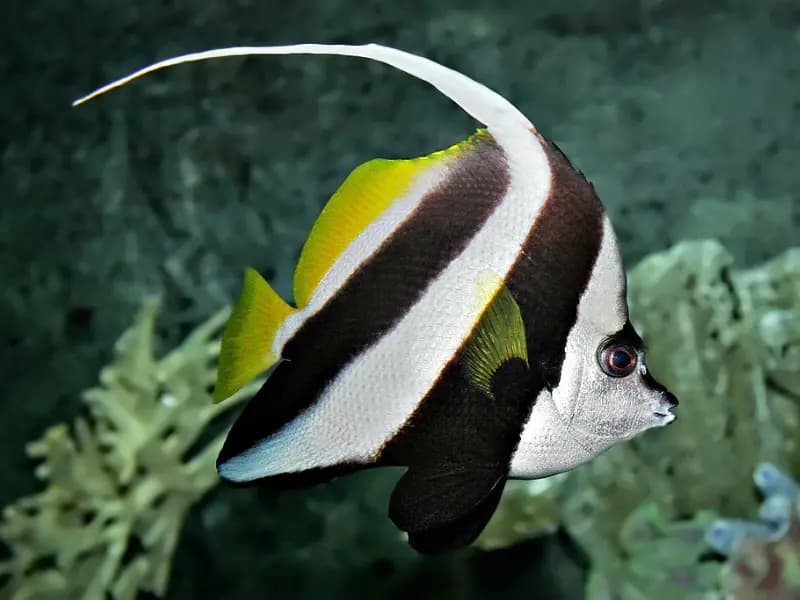 Bannerfish in the Red Sea