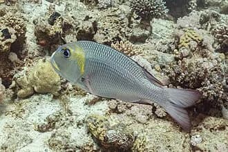 Bigeye Emperor in the Red Sea