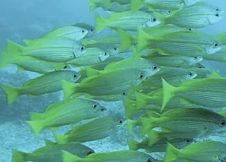 Bigeye Snapper in the Red Sea