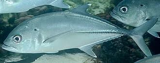 Bigeye Trevally in the Red Sea