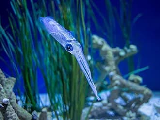 Bigfin Reef Squid in the Red Sea