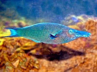 Bird Wrasse in the Red Sea