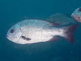 Black And White Snapper in the Red Sea