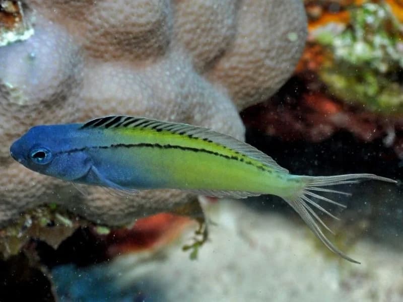 Black-lined Fang Blenny in the Red Sea