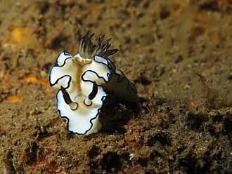 Black-Margined Nudibranch in the Red Sea