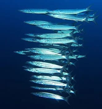 Blackfin Barracuda in the Red Sea