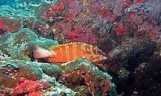 Blacktip Grouper in the Red Sea