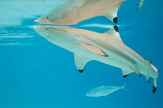 Blacktip Reef Shark in the Red Sea