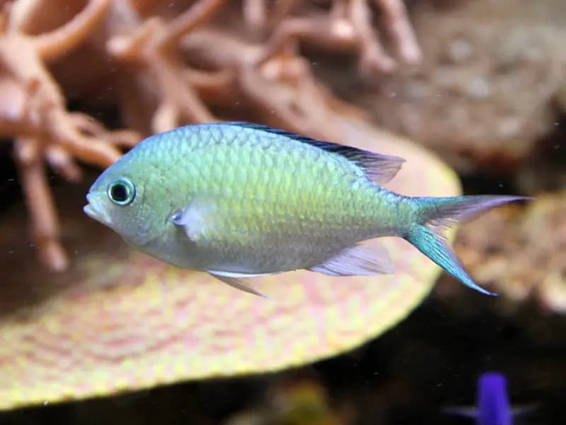 Blue-Green Chromis in the Red Sea