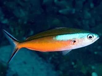 Blue-Streak Fusilier in the Red Sea