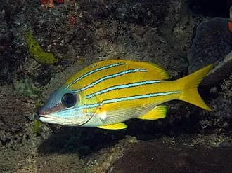 Blue-Striped Snapper in the Red Sea