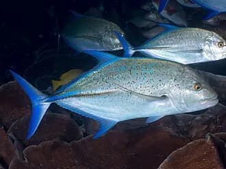 Bluefin Trevally in the Red Sea