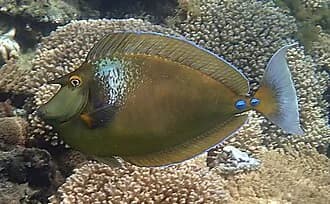 Bluespine Unicornfish in the Red Sea