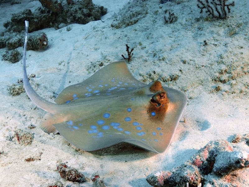 Bluespotted Stingray in the Red Sea