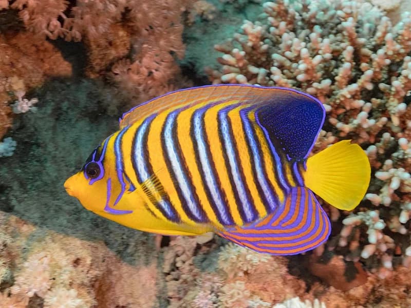 Batfish in the Red Sea
