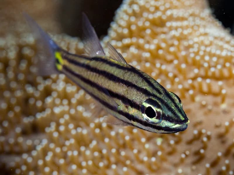 Blennies And Small Reef Fish in the Red Sea