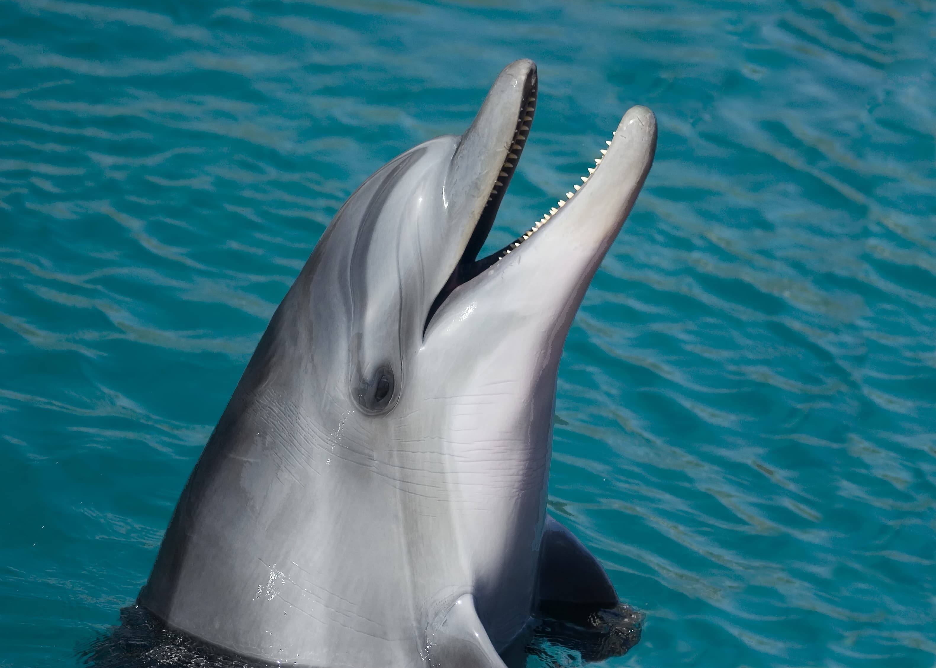 Bottlenose Dolphin in the Red Sea