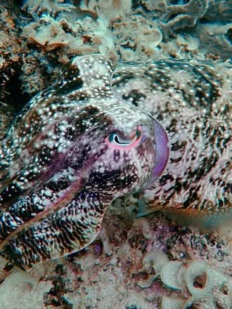 Broadclub Cuttlefish in the Red Sea