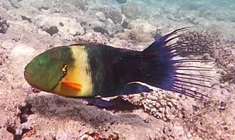 Broomtail Wrasse in the Red Sea