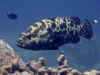 Brown-Marbled Grouper in the Red Sea