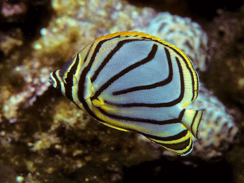 Butterflyfish in the Red Sea