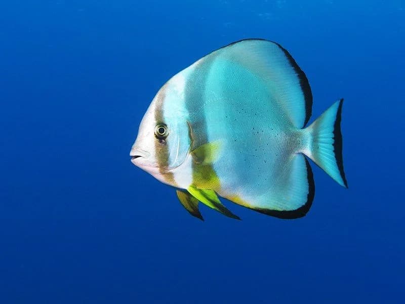 Circular Batfish in the Red Sea
