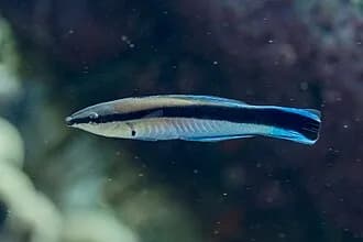 Cleaner Wrasse in the Red Sea