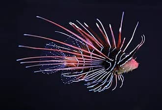 Clearfin Lionfish in the Red Sea