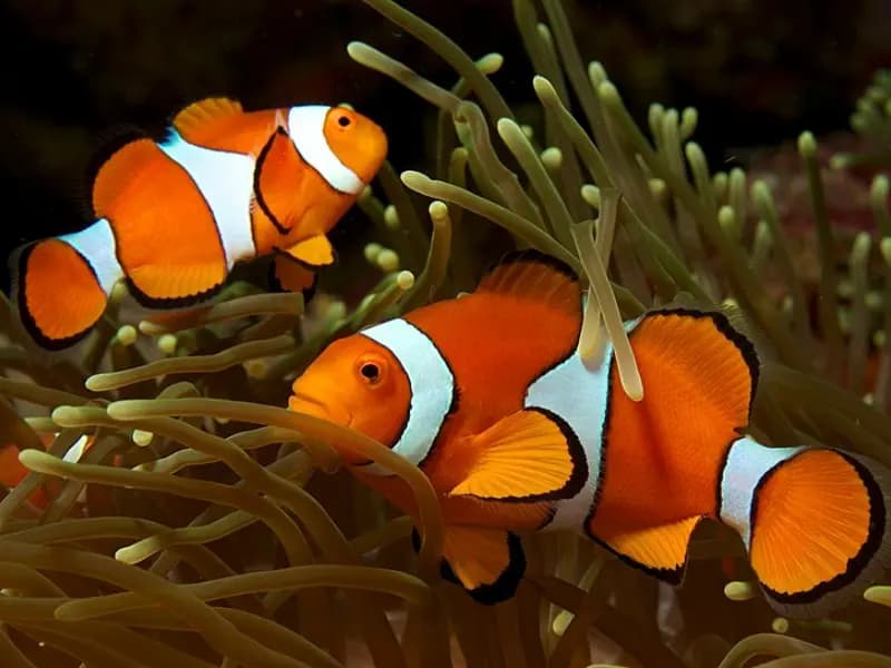Clownfish in the Red Sea
