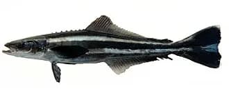 Cobia in the Red Sea