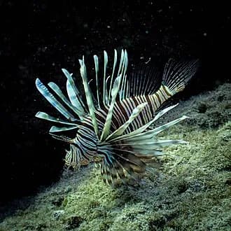 Common Lionfish in the Red Sea