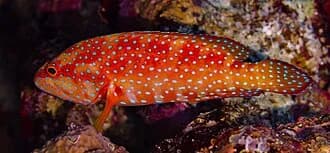 Coral Grouper in the Red Sea