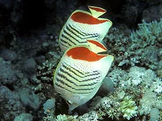 Crown Butterflyfish in the Red Sea