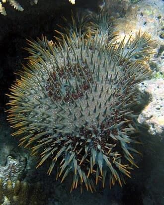 Crown-Of-Thorns Starfish in the Red Sea