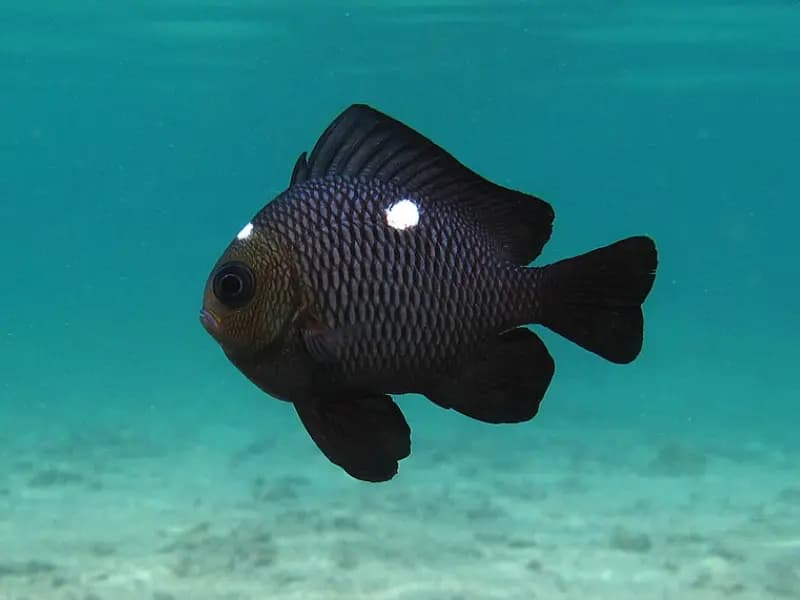 Dascyllus in the Red Sea